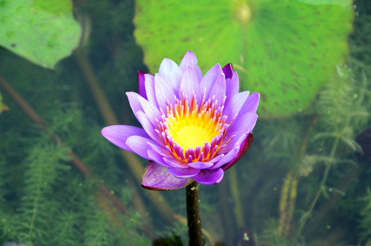 高清花朵 莲花