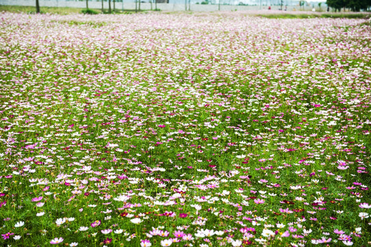 格桑花 花海