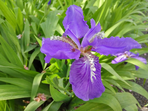 鸢尾花