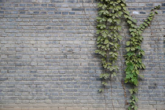 绿叶青砖墙背景