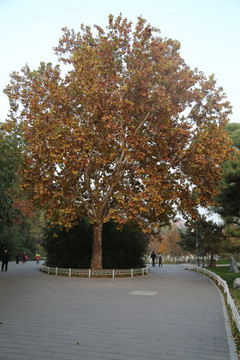 公园的落叶大树