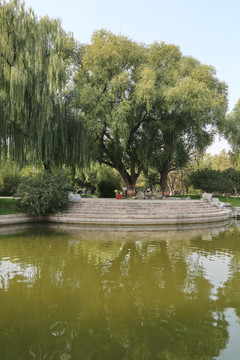 龙潭公园的垂柳水景