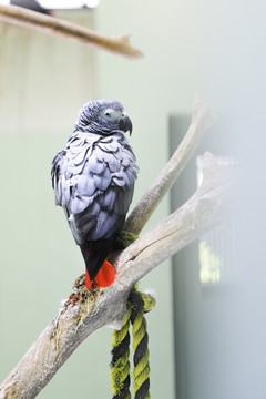 非洲鹦鹉 灰鹦鹉