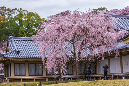 日本京都醍醐寺院枝垂樱花树