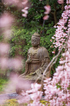 日本京都醍醐寺佛像前的樱花