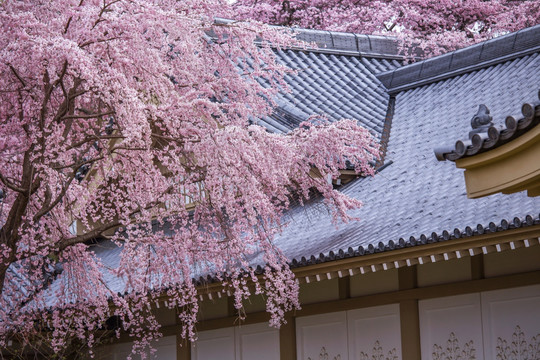 日本京都醍醐寺院枝垂樱花树
