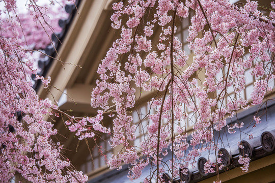 日本京都醍醐寺院枝垂樱花树