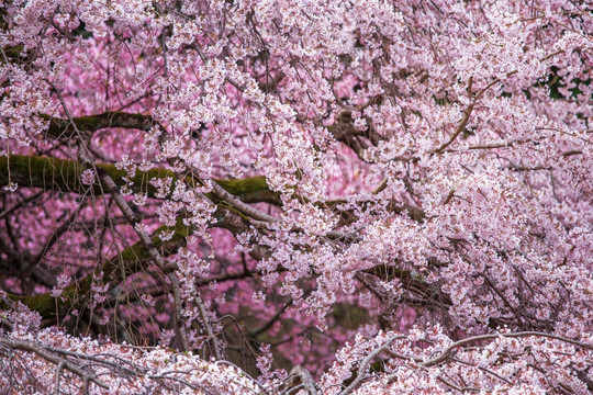 日本樱花绚烂盛开