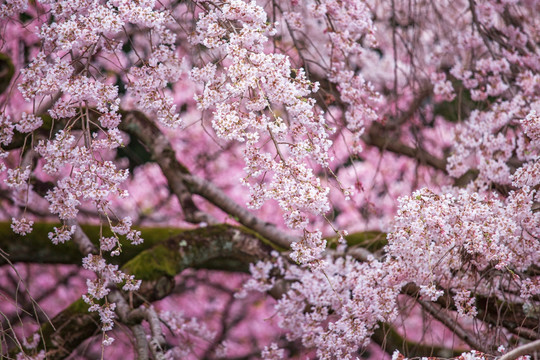 日本樱花绚烂盛开特写
