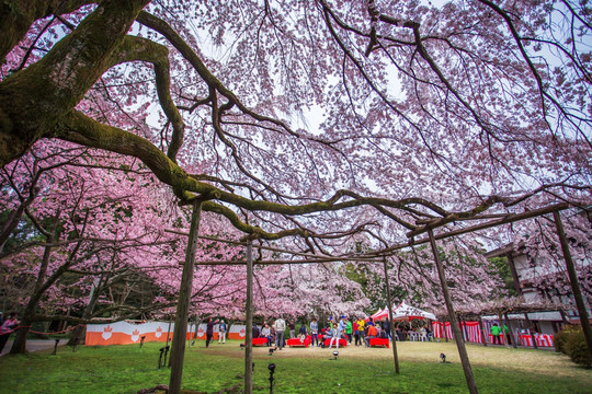 日本京都醍醐寺樱花盛景