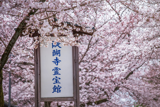 日本京都醍醐寺灵宝馆樱花盛景