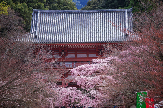 日本京都醍醐寺樱花盛景