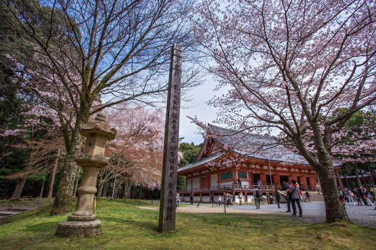 日本京都醍醐寺樱花盛景