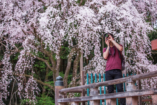 日本京都拍摄樱花的人