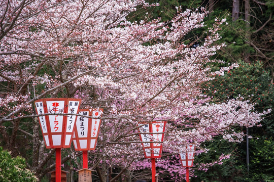 日本京都醍醐寺樱花绽放