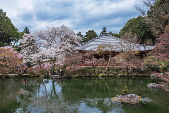 日本醍醐寺湖边樱花