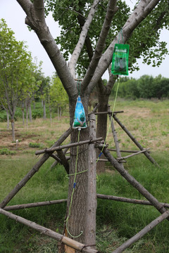 树木营养液 吊瓶 输液 打针