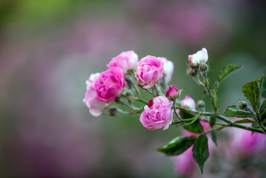 蔷薇花