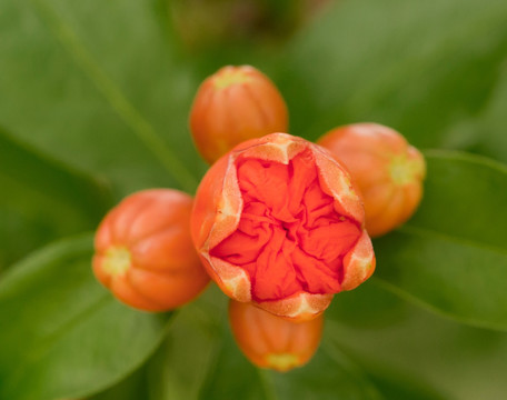石榴花