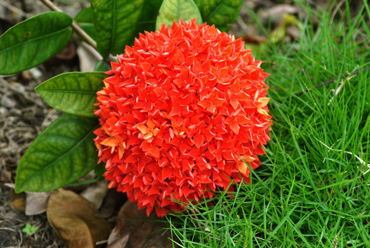 红色的花