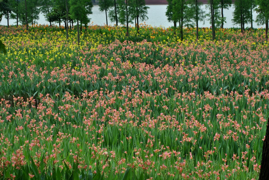 鲜花