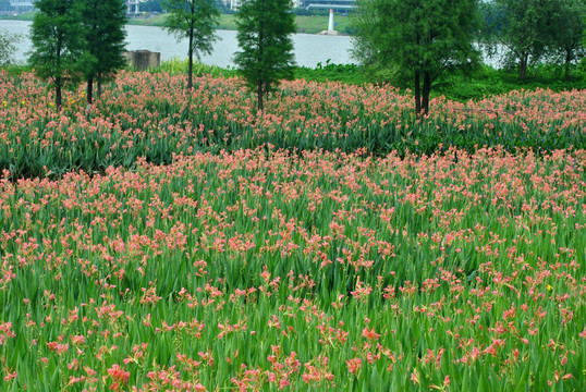 鲜花