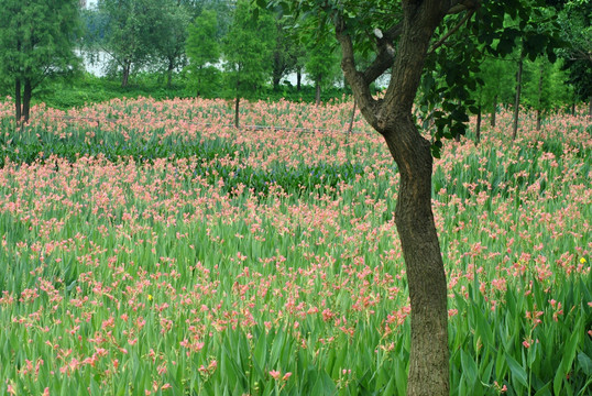 鲜花
