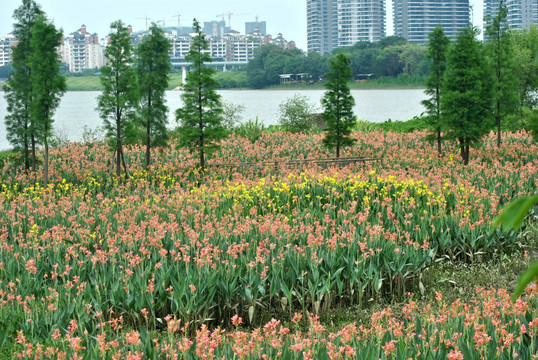 花的海洋