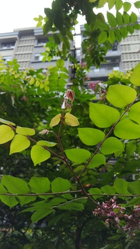 新芽 绿叶