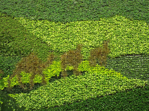 植物背景墙 丝绸之路