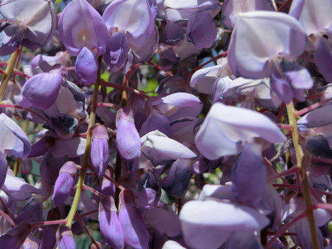 紫藤萝 藤萝背景