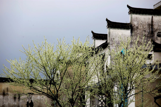 徽居