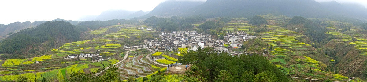 油菜花