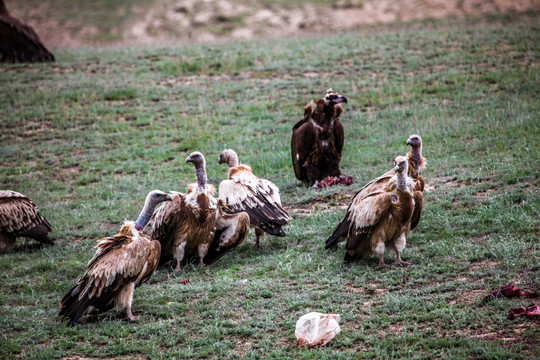 新疆野生秃鹫