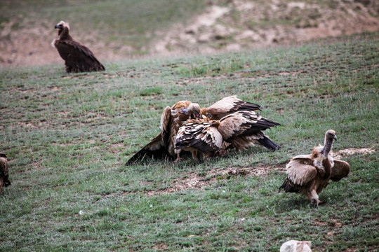新疆野生秃鹫