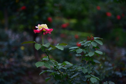 唯美玫瑰花