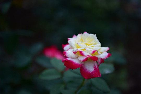 唯美玫瑰花