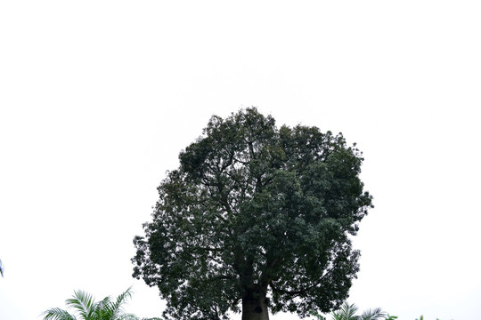 园林树木景观