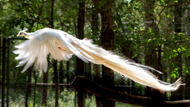 白孔雀飞翔