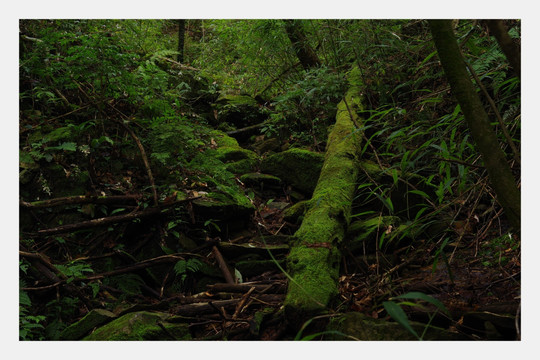 青苔老树