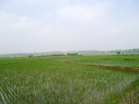 江汉平原水稻田