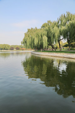 龙潭公园湖边垂柳的秋景