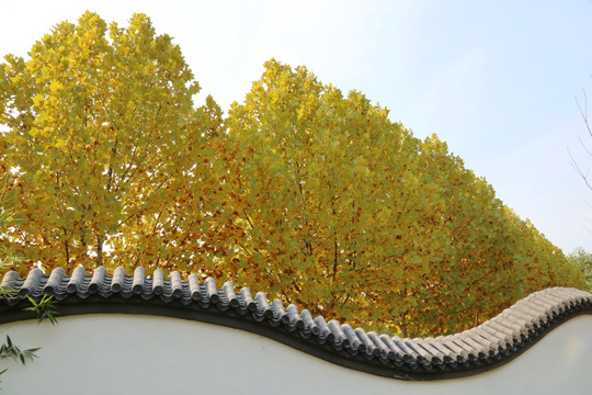 龙墙上金黄的秋树林