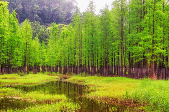 树林草地