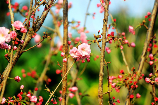 樱花