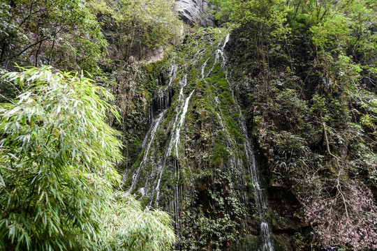 青苔 细流