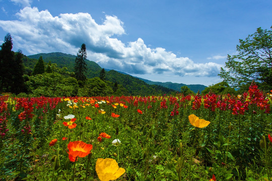 峨眉山花海