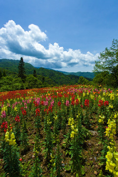 峨眉山花海