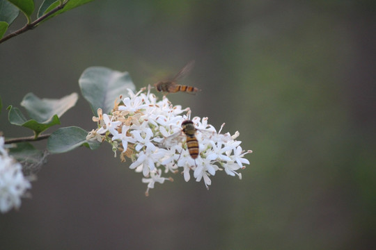 采花的野蜂