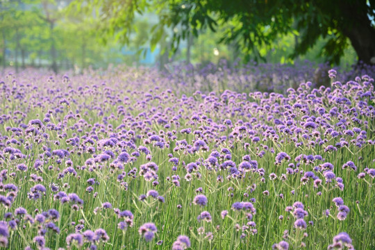 柳叶马鞭草